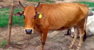 Civic Body To ink Owners Aadhaar number to Stray Cattle