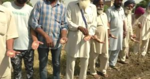 Punjab starts opium cultivation