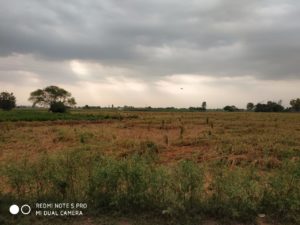 paddy crop punjab heavy rain farmers
