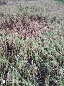 paddy crop punjab heavy rain farmers