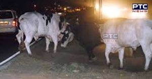 Stray cattle claims two lives in Pathankot