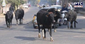 Stray cattle claims two lives in Pathankot