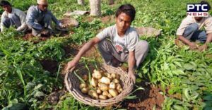 Congress government Potato farmers Parliament Captain place potatoes Sell : Harsimrat Badal