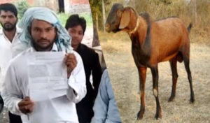 African Malawi goat Rape Police accused Red handed Arrested