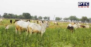 Crops Stray animals save Punjab Government Poor farmers group subsidy think