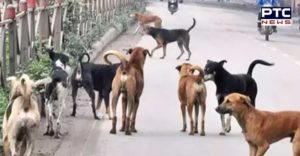 7-year-old mauled to death by stray dogs in Moga