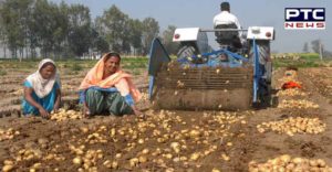 Capt Amarinder Singh Potato Farmers 5 crore release Order