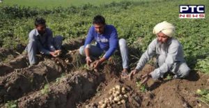 Capt Amarinder Singh Potato Farmers 5 crore release Order
