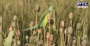 Rajasthan And Madhya Pradesh Parrots Eating opium