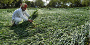 Punjab Rain Strong winds ,Farmers Large loss of wheat