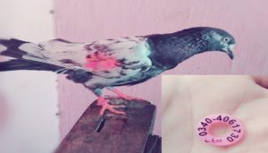 Ajnala Village Dayalpura suspected Pakistani spy pigeon seized