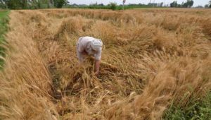 Punjab in Heavy rain With Hail Farmer loss of wheat