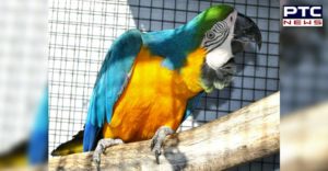 Drug smugglers Alerts Yelled Parrot Brazilian police Arrested