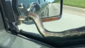 KANSAS Snake hitches ride on windshield of car , Watch video