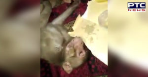 Monkey Poppy and Opium Addicted , Social Media Video Viral