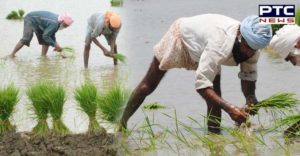 Punjab Farmers Today Start of paddy Sowing