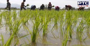 Punjab Farmers Today Start of paddy Sowing