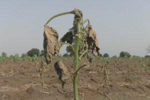 Punjab Rain And Hail Due Farmers Cotton Crops Damage