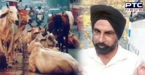 Patiala Sirhind Road Stray Animals Accident , 2 deaths in 3 days
