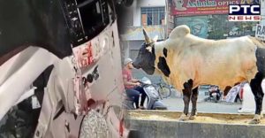 Patiala Sirhind Road Stray Animals Accident , 2 deaths in 3 days