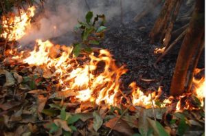 Amazon rainforest fires: What caused them and why activists are blaming Brazil’s president