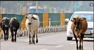 SAD asks Cong govt to take emergent steps to tackle stray cattle menace
