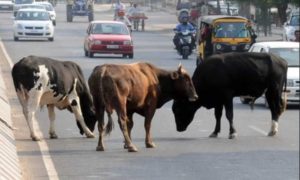 SAD asks Cong govt to take emergent steps to tackle stray cattle menace