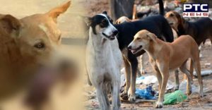 Uttar Pradesh Mother newborn baby Throw in a dogs bunch