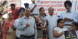  Stray cattle Sad 30 organizations Members Government against Candle march In patiala