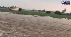 Sutlej River dhusi bandh Sultanpur Lodhi many villages Farmer crops Loss