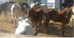 Uttar Pradesh Banda District Six stray cows Death truck Accident