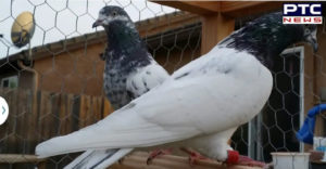 Pakistani Pigeon Arrested Rajasthan , Inquiries for two days