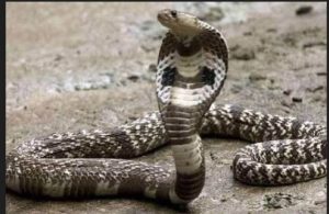 Gorakhpur woman while on phone sits on mating snakes ,dies