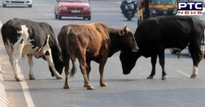 Barnala Distt Rure Ke Kalan stray cattle Due death young man