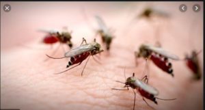  Punjab two districts Dengue Due 9 patients Death