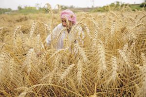 Cabinet meeting : Modi government announce MSP for Rabi crops