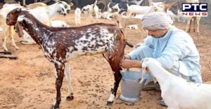 Goat milk Rate Expensive After Dengue Impact increases
