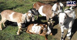 Goat milk Rate Expensive After Dengue Impact increases