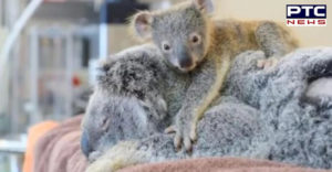 Australia forests Fire , Baby Koala Sticking mother during operation