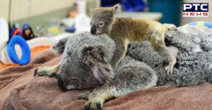 Australia forests Fire , Baby Koala Sticking mother during operation