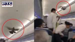 Pigeon Fly Inside flies inside Ahmedabad-Jaipur GoAir flight, Passengers Try To Catch Them