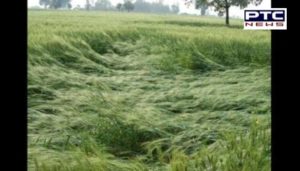 Weather conditions change of the mood And Rain -Hail In Punjab, Farmers Destroyed wheat