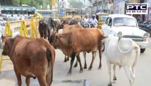 Stray cattle Due Road Accident in Patiala, Two people Death