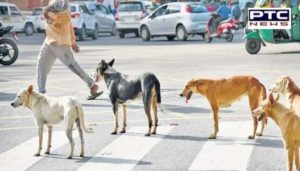 Punjab Street dog, Sri Muktsar Sahib Deputy Commissioner wife Dog Attack
