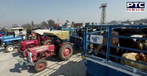  Farmers arrive in Jalandhar after loading stray cattle into trolleys, see pictures