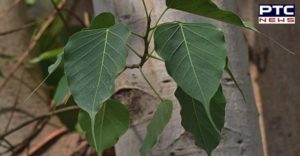 uses and benefits of peepal tree