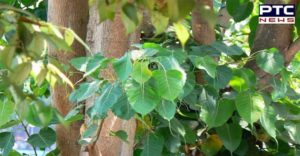 uses and benefits of peepal tree