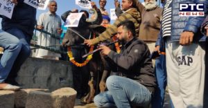 Protestors play bean infront of buffalo at Amritsar
