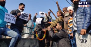 Protestors play bean infront of buffalo at Amritsar