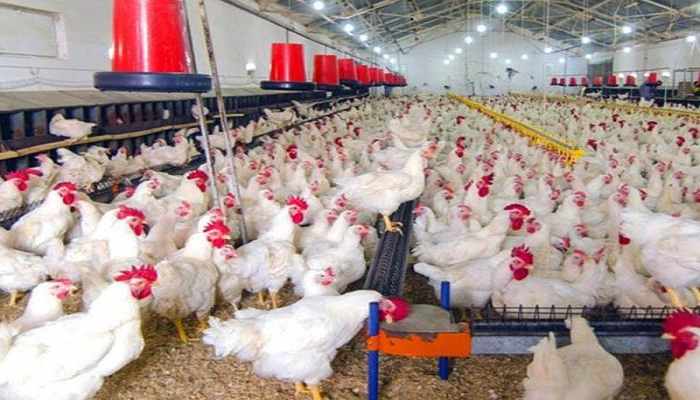 Avian Influenza Outbreak: Poultry prices hit amid bird flu as prices of eggs and chicken in the wholesale market witnessed a sudden fall. 
